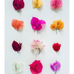 Bougainvillea Floral Print Australian Botanical Wall Art - thumbnail 3