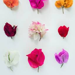 Bougainvillea Floral Print Australian Botanical Wall Art - thumbnail 2