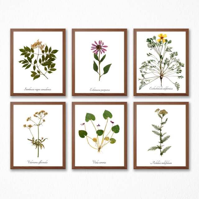 Medicinal Herb Print Collection - Botanical Set Of 6 Herbal Medicine Wall Art Decor
