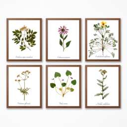 Medicinal Herb Print Collection - Botanical Set Of 6 Herbal Medicine Wall Art Decor