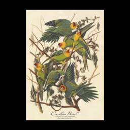 John James Audubon - Carolina Parrot - Vintage Art Wall Housewarming Present Gift Giclee - thumbnail 3