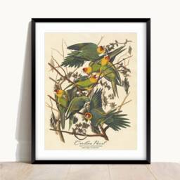 John James Audubon - Carolina Parrot - Vintage Art Wall Housewarming Present Gift Giclee - thumbnail 2