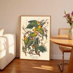 John James Audubon - Carolina Parrot - Vintage Art Wall Housewarming Present Gift Giclee - thumbnail 1