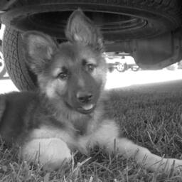 German Shepherd Puppy Pillow, Dog Throw Alsatian Photo Pillow Case, Cute Pillowcase, Nursery Decor, 16x16 Pillow - thumbnail 2