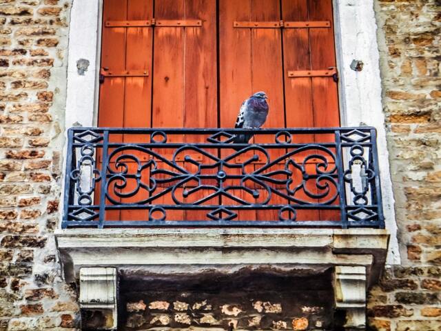 Pigeon On Balcony, Venice Italy, Fine Art Photography, Canvas/Metal/Paper - image 1