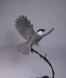 Open-Winged Black-Capped Chickadee - thumbnail 3