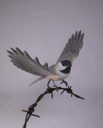Open-Winged Black-Capped Chickadee - thumbnail 2