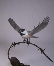 Open-Winged Black-Capped Chickadee - thumbnail 4