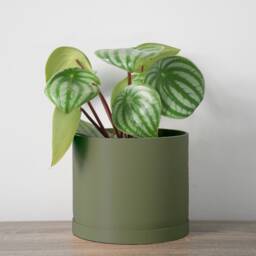 "Minimalist Planter With Drainage & Saucer in Army Green, Unique & Modern 3D-Printed Plant Pot, Sizes 4"" 5"" 6"" 7"" 8" - thumbnail 3