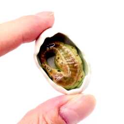 Miniature Ceramic Crocodile Baby Reptile Egg Animal Little White Green Figurine Tiny Statue Small Decoration Hand Painted Collectible Figure - thumbnail 3