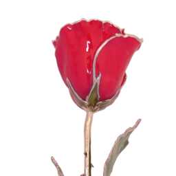 Personalized Forever Rose - Red With Silver Trim Hand Made From A Real Rose - thumbnail 2