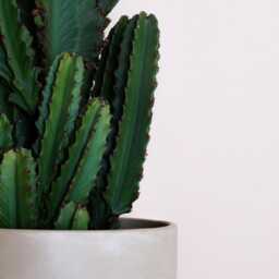 Kaki Concrete Planter - Elegant & Durable - Ideal For Indoor Outdoor Use - thumbnail 4