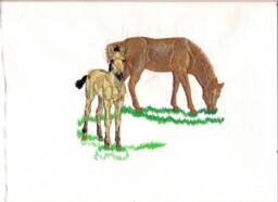 Pillow Case, Horse, Horse And