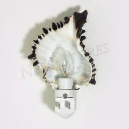 Nessastores - Black Murex Sea Shell Nightlight Kitchen Bathroom Beach Home Decor Craft - 1 Pc #jc-033 - thumbnail 3