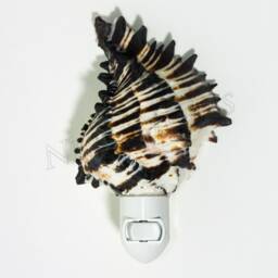 Nessastores - Black Murex Sea Shell Nightlight Kitchen Bathroom Beach Home Decor Craft - 1 Pc #jc-033 - thumbnail 2