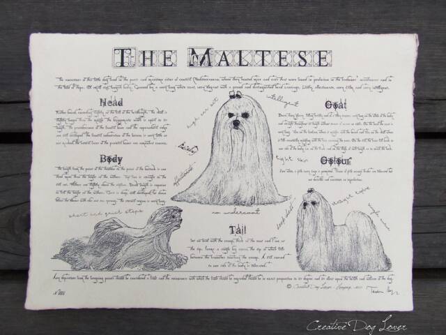 Vintage Maltese Poster Dog Breed Standard Art Print in Antique Style Body Conformation Drawing - image 1