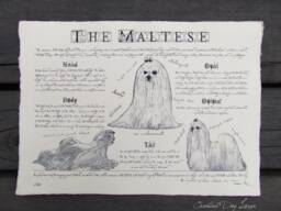Vintage Maltese Poster Dog Breed Standard Art Print in Antique Style Body Conformation Drawing - thumbnail 1