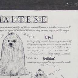 Vintage Maltese Poster Dog Breed Standard Art Print in Antique Style Body Conformation Drawing - thumbnail 3