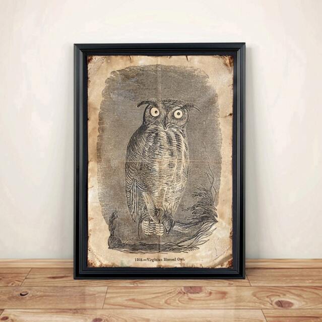 Aged Reproduction Illustration Of A Owl. Art Print - A4 Size - image 1