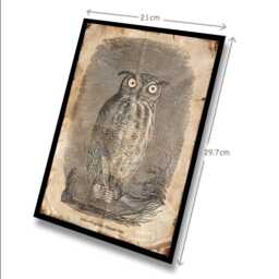 Aged Reproduction Illustration Of A Owl. Art Print - A4 Size - thumbnail 2