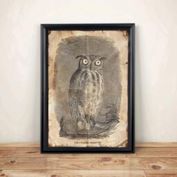 Aged Reproduction Illustration Of A Owl. Art Print - A4 Size - thumbnail 1