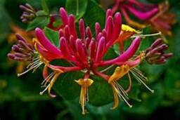 Honeysuckle Candle - thumbnail 2