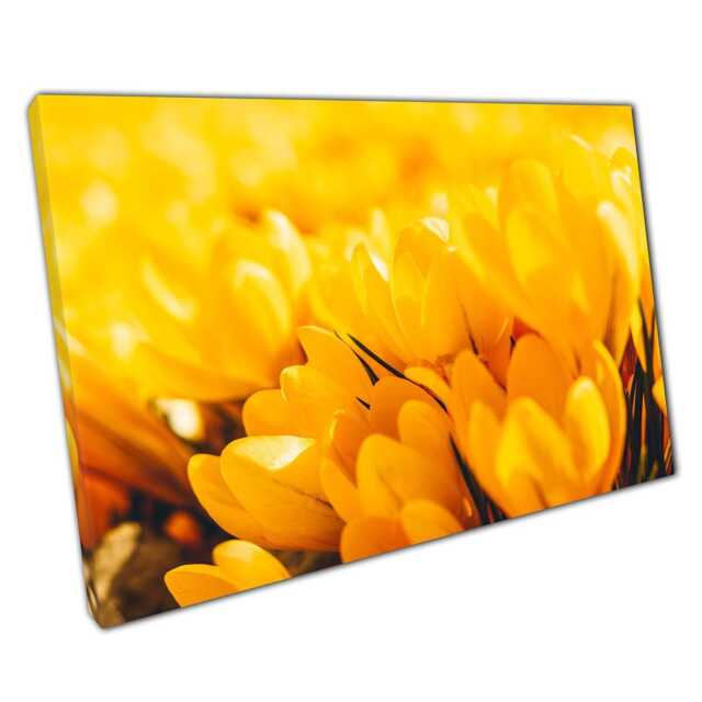 Golden Yellow Crocus Field Canvas Wall Art Print Spring Floral Photography For Home Office Decor - image 1