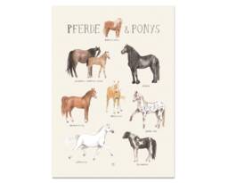 Horses & Ponies Poster A3 A2 Children's Room Girls Boys Children Animals Horse Breeds Povalala German Watercolor Nature Riding - thumbnail 1