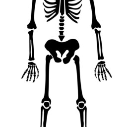Halloween Life Size Skeleton Wall Decal - Large Spooky Vinyl Bones - thumbnail 2