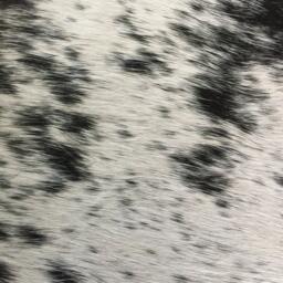 Cowhide Rug Tricolor Nguni Cow Hide Extra Large Animal Skin South African Home Decor Soft Furnishings Black White Gray Print Pattern - thumbnail 4