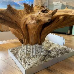 Root Table Made From Original Eifel Root With A Glass Top Of Esg Safety - thumbnail 4
