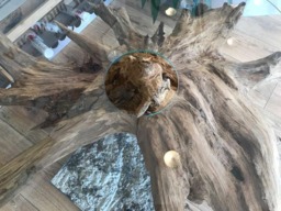 Root Table Made From Original Eifel Root With A Glass Top Of Esg Safety - thumbnail 1
