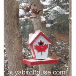 Canadian Bird Feeder - thumbnail 4
