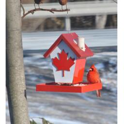 Canadian Bird Feeder - thumbnail 2