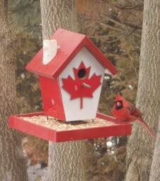 Canadian Bird Feeder - thumbnail 1
