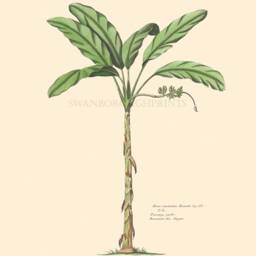 Palm Tree Prints Set Antique Tropical Wall Art, Coastal Decor - thumbnail 2