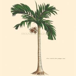Palm Tree Prints Set Antique Tropical Wall Art, Coastal Decor - thumbnail 3