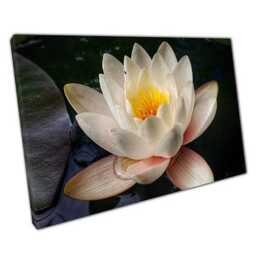 Blooming Water Lily Canvas Print Elegant Floral Wall Art For Home & Office Decor - thumbnail 1