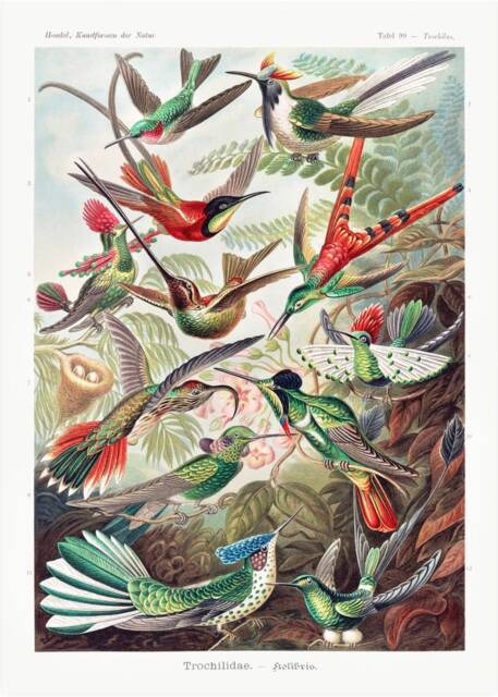 Vintage Ernst Haeckel Hummingbird Print, Bird Nature Print