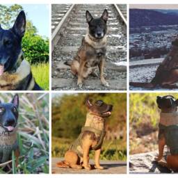 Custom K9 Police Dog Sculpture Personalized Memorial Figurine - thumbnail 2