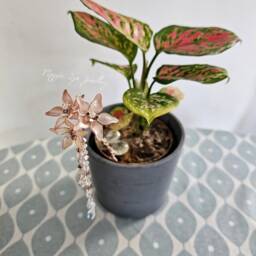 Houseplant Decoration - Plant Steaks Decor Sun Catcher Pot Gift For Plant Lovers, UK - thumbnail 3