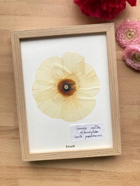 Botanical Herbarium, Herbarium Framed With Dried Flowers & Leaves, French Designer, Botanik Flower Farm, Organic Farming - image 1