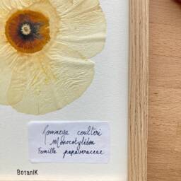 Botanical Herbarium, Herbarium Framed With Dried Flowers & Leaves, French Designer, Botanik Flower Farm, Organic Farming - thumbnail 2