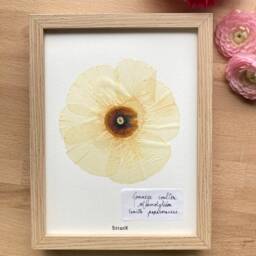 Botanical Herbarium, Herbarium Framed With Dried Flowers & Leaves, French Designer, Botanik Flower Farm, Organic Farming - thumbnail 3