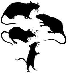 Halloween Rat Wall Art, Decals, Vinyl Wall Art, Decor, Stickers, Decals - thumbnail 2