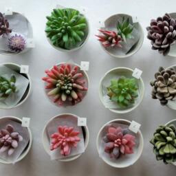 Faux Succulent Stem, Sage Green, Pink & Purple, Artificial Plant - thumbnail 4