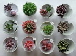 Succulent Plants Faux Succulents Artificial Fake Stems Favours Gift Plant For Pot - thumbnail 1