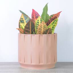 "Colosseum Planter With Drainage & Saucer in Country Pink, Unique 3D-Printed Plant Pot, Small To Large Sizes 4"" 5"" 6"" 7"" 8" - thumbnail 2