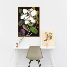 Vintage Magnolia Print, 18Th Century Botanical Illustration, Reproduction Wall Art - thumbnail 3