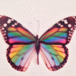 Rainbow Butterfly Wall Art 3D Nursery Wedding Decals - Set Of 8 - thumbnail 2
